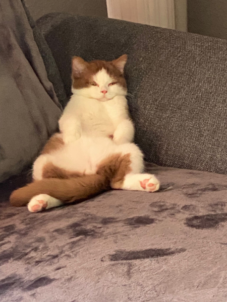 Zahl meine Katzenversicherung